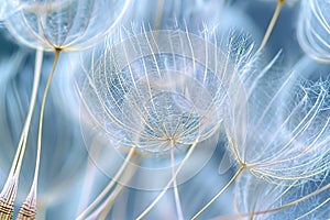 Delicate details of dandelion seeds up close, highlighting their structure and fragility
