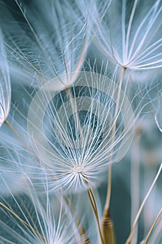 Delicate details of dandelion seeds up close, highlighting their structure and fragility