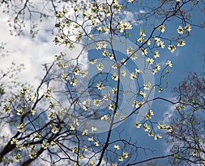 Delicate Dogwood Tree Flowers