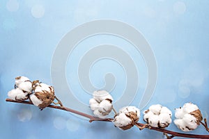 Delicate dried white cotton flowers on blue background. Copy spa