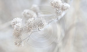 Delicate Dry Plant With Hoarfrost