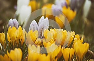 Delicate early spring flower saffron, crocus in dew drops.