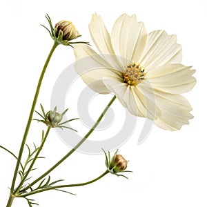 Elegant cream cosmos flower isolated on white photo