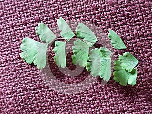 The delicate fan-shaped leaf segments, typically clustered on wiry black stems. The adaxial face ADET or upper sides.