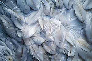 A delicate feathers texture background featuring soft, intricate patterns