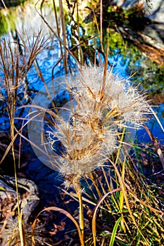 Delicate Feathery Seed Pods with Refection Pool Ba photo