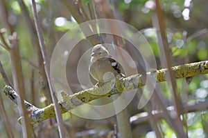 A delicate female chaffinch in the branches of a sparse forest strip