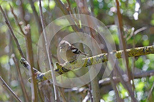 A delicate female chaffinch in the branches of a sparse forest strip