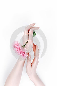 Delicate female hands hold a pink eustoma flower. The skin is albino. White background. Flat lay.The concept of albinos