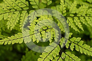 Delicate Fern Fronds Green Leaves