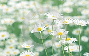 Delicate field chamomile with beautiful pastel colors. Selective soft focus