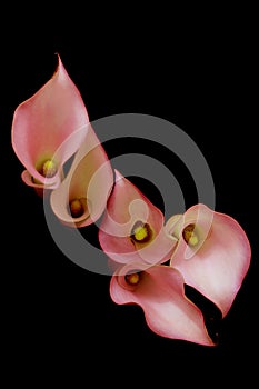 Delicate five mini pink calla lillies against dark background