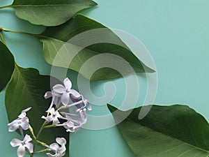 delicate  floral  nature background lilac tree leaves green holiday congratulation design