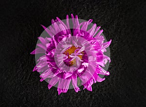 Delicate flower on a black background. Macro shoot.