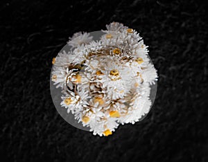 Delicate flower on a black background. Photo from above.