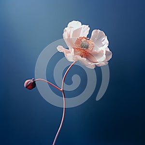 Delicate Flower Blooming Against Blue Backgrounds