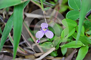 The delicate flower of blooming diuretic trypogandra photo