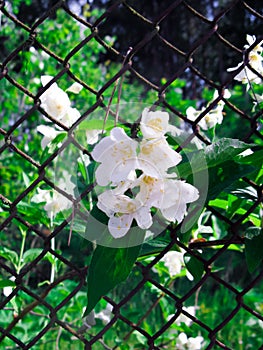 Delicate flower bred in a cage.