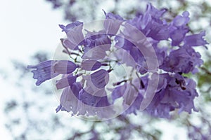 Delicate flower clusters of the Jacaranda tree