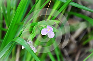 Pink flower of tripogandra diuretic blooming in the woods photo