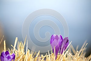delicate flower of lilac crocus in dry grass in early spring