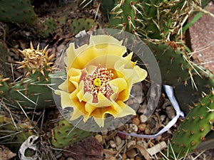 Delicate Flower of a Prickly Pear Cactus