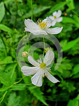 A delicate flower with white petals, surrounded by green foliage. Its yellow gynoecium is formed by carpels, pistil, stigma, style photo