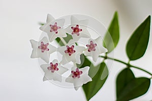 Delicate flower, white small flower, seven colors