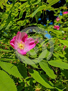 A delicate flower of wild rose. Yaroslavl. Beautiful summer day