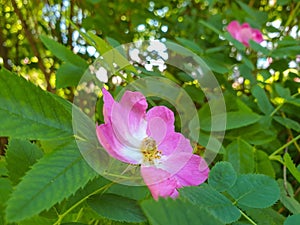 A delicate flower of wild rose. Yaroslavl. Beautiful summer day