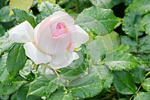 Delicate flowering of the blossoming bud of the pink rose `Sinderella`.