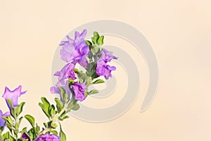 Delicate flowering of Purple Sage bush against beige stucco wall