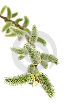 Delicate flowering willow branch.