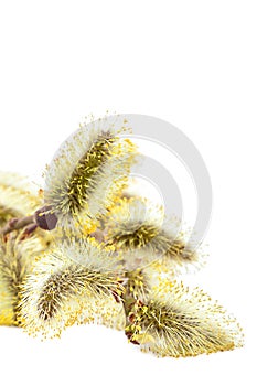 Delicate flowering willow branch.