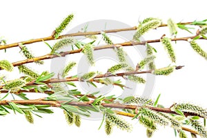 Delicate flowering willow branch on white.