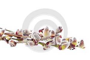 Delicate flowering willow branch on white.