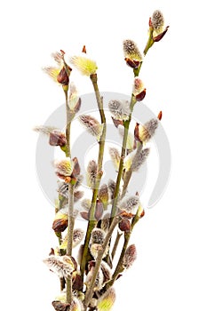 Delicate flowering willow branch on white.