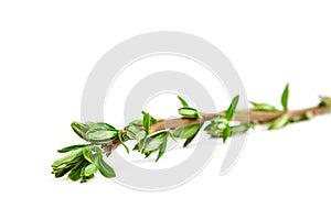Delicate flowering willow branch on white background.