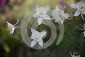 Delicate flowers