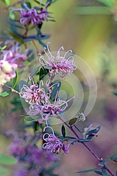 Delicate flowers of the Australian native pink spider flower, Grevillea sericea, family Proteaceae, Royal National Park, Sydney,