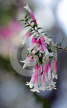 Delicate flowers of the Australian native pink spider flower, Grevillea sericea, family Proteaceae, Royal National Park, Sydney,