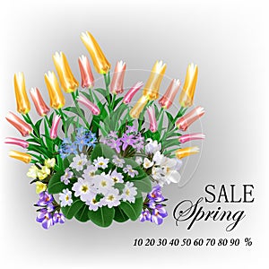 Delicate flowers, blossoming petals, primroses, tulips, crocuses and chionodox on a spring background, design element