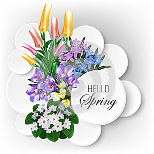 Delicate flowers, blossoming petals, primroses, tulips, crocuses and chionodox on a spring background, design element