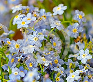 Delicate flowers of blue forget-me-nots