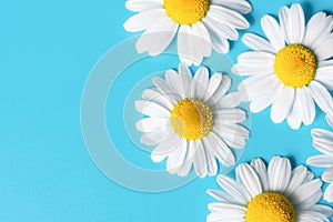 Delicate flowers of chamomile daisies with yellow core and white soft petals on blue background