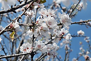 Delicate flowers of domesticated Prunus dulcis, commonly known as sweet almond tree