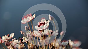 Delicate flowers with lake water background