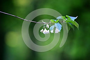 Delicate flowers and leaves on little silverbell (Halesia carolina)