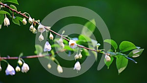 Delicate flowers and leaves on little silverbell (Halesia carolina)