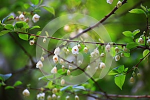 Delicate flowers and leaves on little silverbell (Halesia carolina)